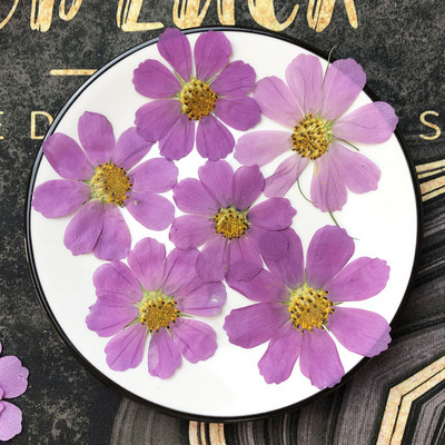 50tk 4-7cm Kuivatatud Pressitud Purple Cosmos Bipinnata Cav. Lill postkaartide ehete jaoks Järjehoidja Käsitöö DIY Lilled Aksessuaarid