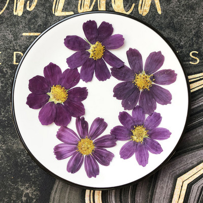 50tk 4-7cm Kuivatatud Pressitud Purple Cosmos Bipinnata Cav. Lill postkaartide ehete jaoks Järjehoidja Käsitöö DIY Lilled Aksessuaarid