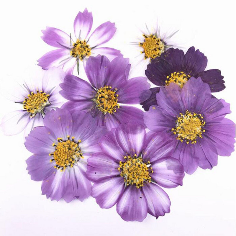 50tk 4-7cm Kuivatatud Pressitud Purple Cosmos Bipinnata Cav. Lill postkaartide ehete jaoks Järjehoidja Käsitöö DIY Lilled Aksessuaarid