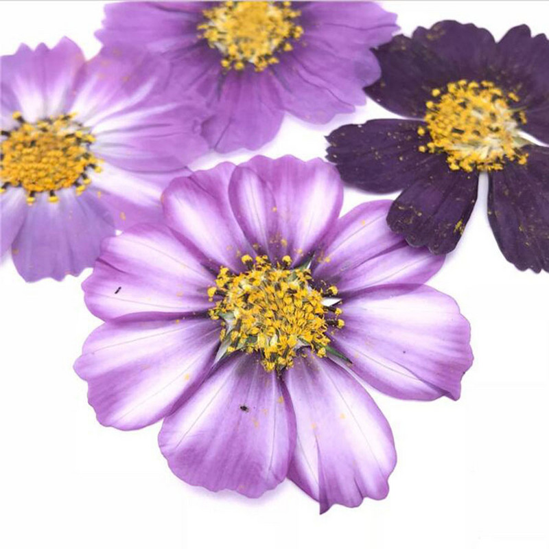 50tk 4-7cm Kuivatatud Pressitud Purple Cosmos Bipinnata Cav. Lill postkaartide ehete jaoks Järjehoidja Käsitöö DIY Lilled Aksessuaarid