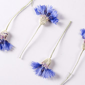 6-8 εκ./12 τμχ, Αραβοσιτέλαιο συμπιεσμένο λουλούδι με μίσχο, μικροσκοπικά αποξηραμένα λουλούδια DIY σελιδοδείκτης κορνίζα φωτογραφιών καρφίτσα χριστουγεννιάτικη διακόσμηση