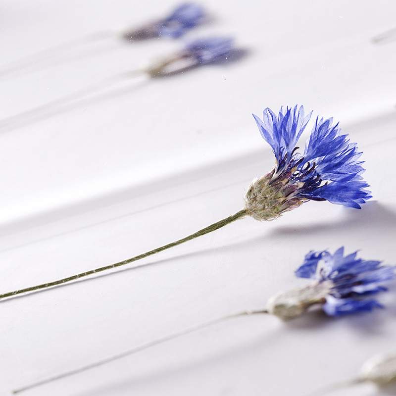 6-8 εκ./12 τμχ, Αραβοσιτέλαιο συμπιεσμένο λουλούδι με μίσχο, μικροσκοπικά αποξηραμένα λουλούδια DIY σελιδοδείκτης κορνίζα φωτογραφιών καρφίτσα χριστουγεννιάτικη διακόσμηση