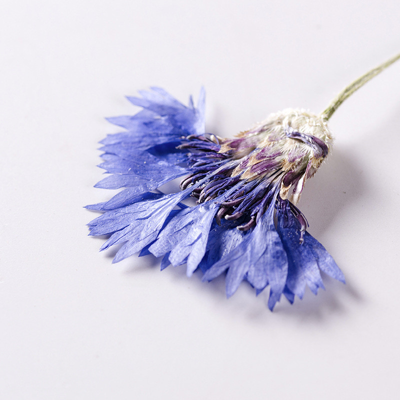 6-8 εκ./12 τμχ, Αραβοσιτέλαιο συμπιεσμένο λουλούδι με μίσχο, μικροσκοπικά αποξηραμένα λουλούδια DIY σελιδοδείκτης κορνίζα φωτογραφιών καρφίτσα χριστουγεννιάτικη διακόσμηση