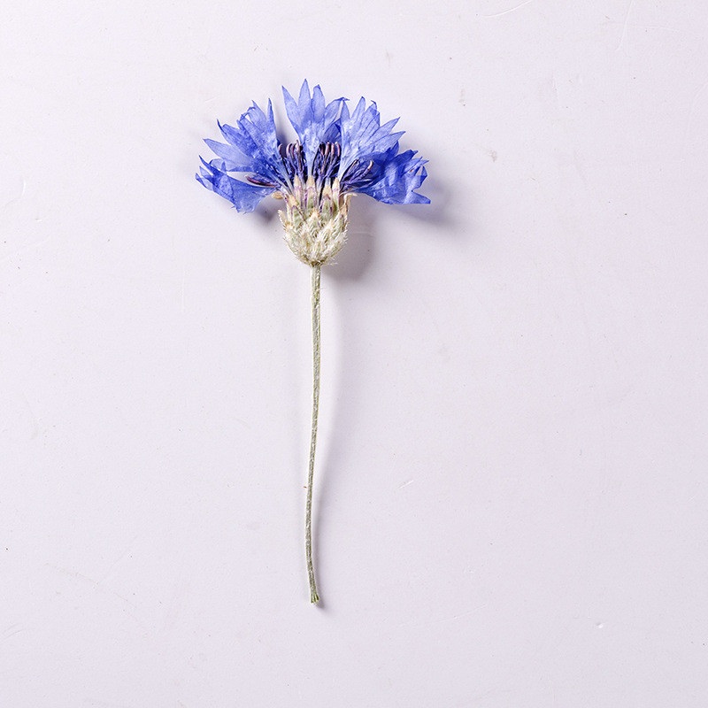 6-8 εκ./12 τμχ, Αραβοσιτέλαιο συμπιεσμένο λουλούδι με μίσχο, μικροσκοπικά αποξηραμένα λουλούδια DIY σελιδοδείκτης κορνίζα φωτογραφιών καρφίτσα χριστουγεννιάτικη διακόσμηση