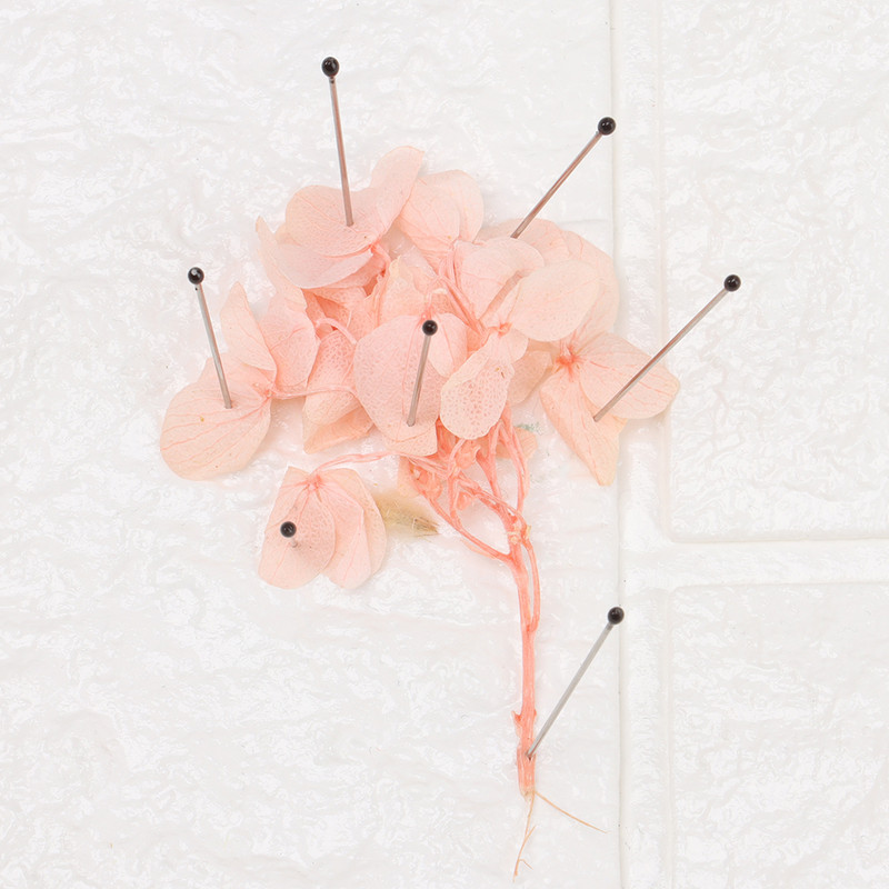 100 kom. Pribadače za uzorke insekata od nehrđajućeg čelika Pribor za seciranje insekata Igla s plastičnom kutijom Laboratorijski entomološki pribor