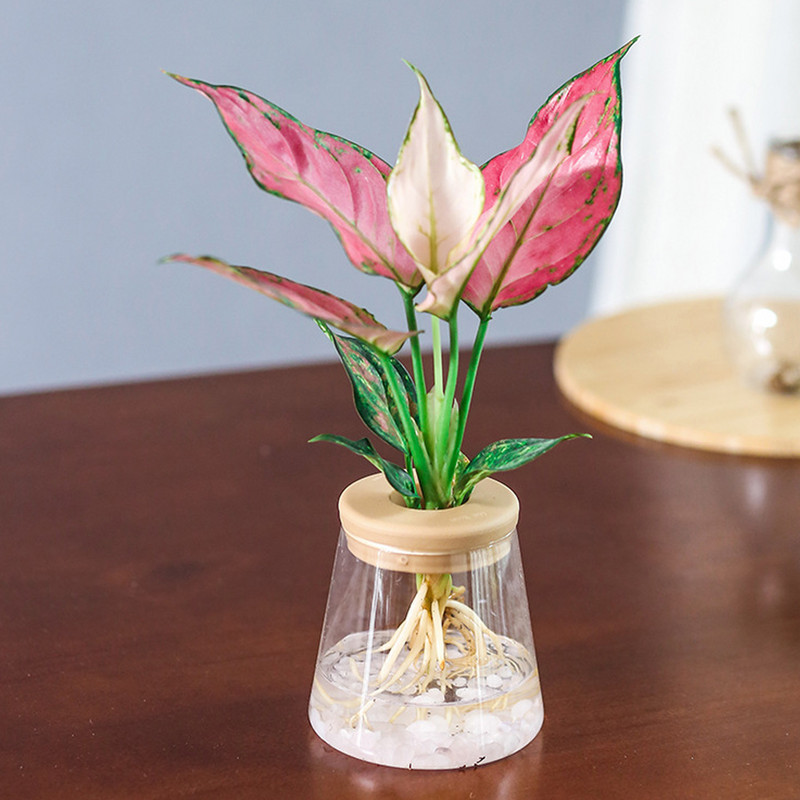 Patvarus skaidrus hidroponinis gėlių vazonas, stiklo imitacija, be dirvožemio sodinimas, mažas vazoninis žalias augalų dervos gėlių vazonas