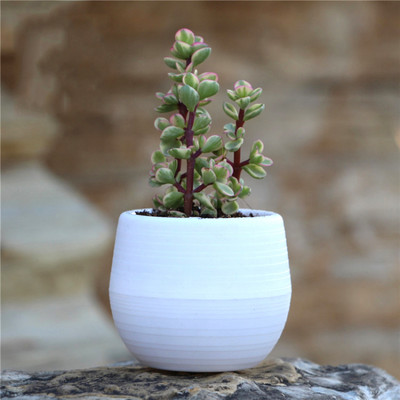 1 buc 7*7 cm Mini Plantă din plastic din rășină Pp Ghiveci de flori colorate Mini plantă în ghiveci Decorare ghiveci de flori Decor de birou