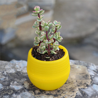 1 buc 7*7 cm Mini Plantă din plastic din rășină Pp Ghiveci de flori colorate Mini plantă în ghiveci Decorare ghiveci de flori Decor de birou