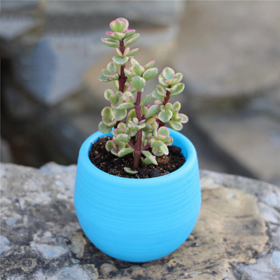1 buc 7*7 cm Mini Plantă din plastic din rășină Pp Ghiveci de flori colorate Mini plantă în ghiveci Decorare ghiveci de flori Decor de birou