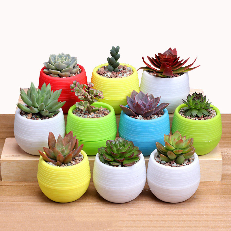 1 buc 7*7 cm Mini Plantă din plastic din rășină Pp Ghiveci de flori colorate Mini plantă în ghiveci Decorare ghiveci de flori Decor de birou