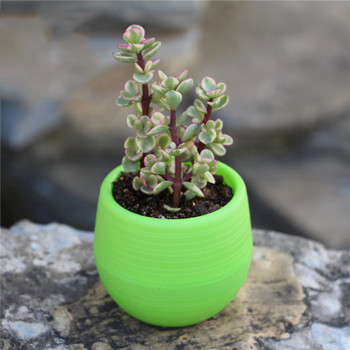 6 Χρώμα Mini Plant Μικρή Γλάστρα για Διακόσμηση Γραφείου Διακόσμηση Σπιτιού Mini Pp Ρητίνη Πλαστική 7x7cm Μικρή Γλάστρα Ζαρντινιέρες