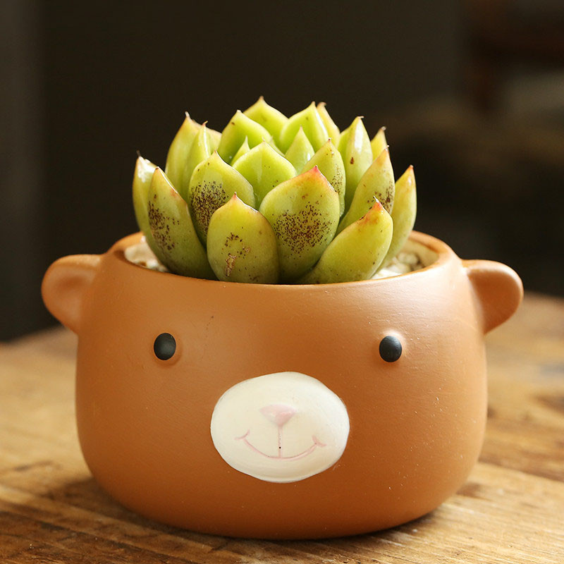 Crtani životinjski lonac za cvijeće Ukras za dom Posao za stolni zaslon Posuda za bonsai Slatki medo Keramičke sukulentne lonce Dekoracije