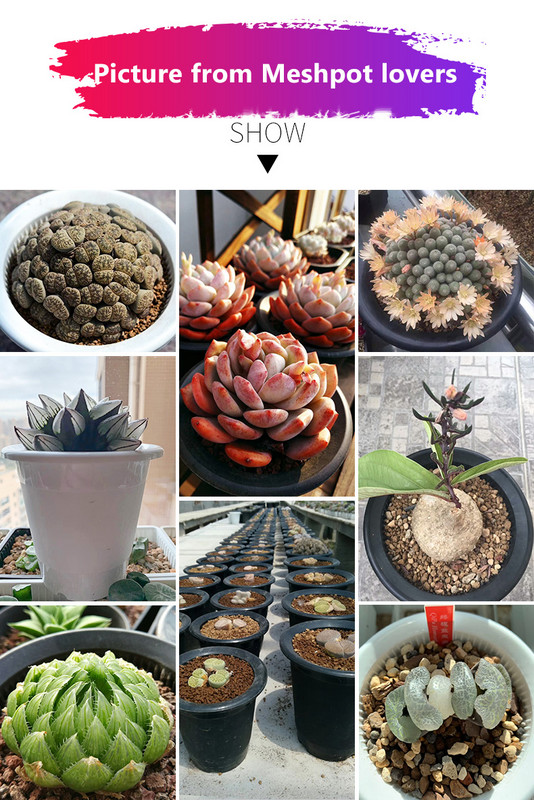 Mrežasta posuda 8 cm 9 cm 10 cm Plastična posuda za orhideje s rupama Biljke za unutarnje vanjske bazene Posuda za cvijeće Posuda za sukulente Spriječava truljenje