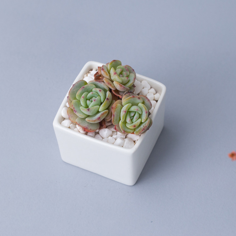 Ghiveci de flori, alb, creativ, mini, ghiveci de masă, în ghivece, mic, drept, pătrat, din ceramică, ghiveci suculent, pentru birou, pentru interior