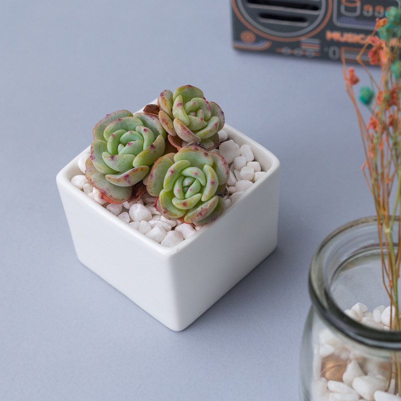 Ghiveci de flori, alb, creativ, mini, ghiveci de masă, în ghivece, mic, drept, pătrat, din ceramică, ghiveci suculent, pentru birou, pentru interior