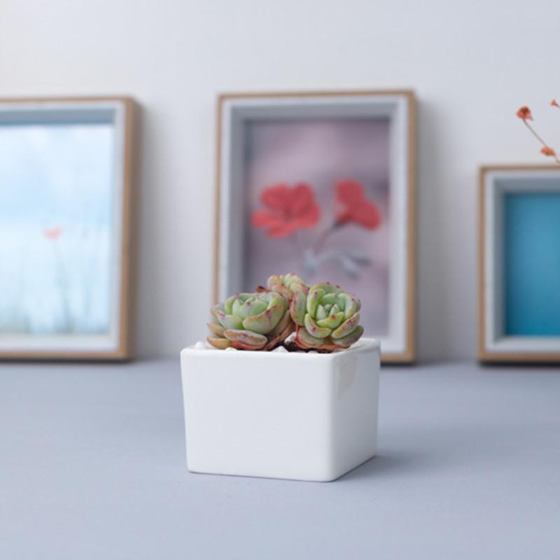 Ghiveci de flori, alb, creativ, mini, ghiveci de masă, în ghivece, mic, drept, pătrat, din ceramică, ghiveci suculent, pentru birou, pentru interior