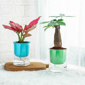 La Suculente Macaron Culoare Transparentă Creativitate Ghiveci Plante în ghiveci Rășină cu absorbție automată a apei