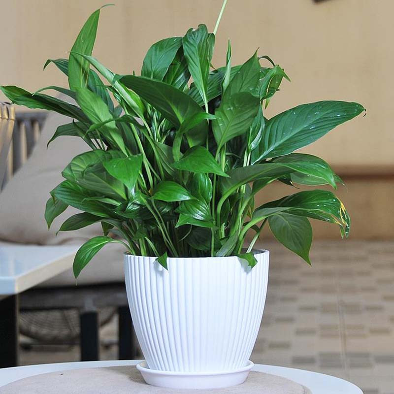 Macaron de jardinier de culoare, plante suculente, ghiveci de flori, recipient din rășină, cu orificiu de scurgere, ghiveci, figurină, decor de grădină, ornament de masă