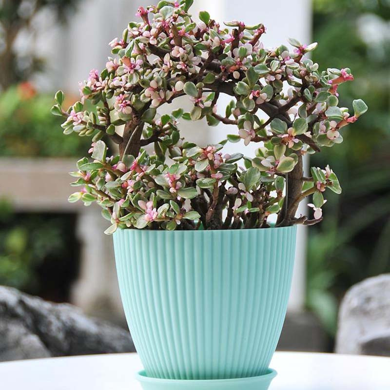 Macaron de jardinier de culoare, plante suculente, ghiveci de flori, recipient din rășină, cu orificiu de scurgere, ghiveci, figurină, decor de grădină, ornament de masă