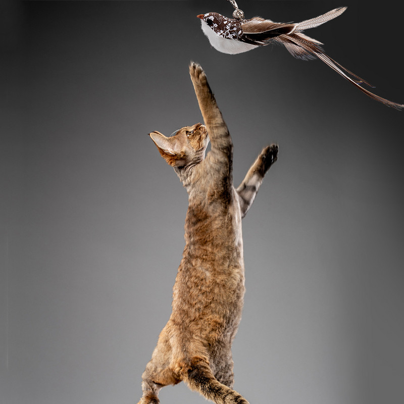 Simulare de pasăre interactivă jucărie pentru pisici, pasăre amuzantă cu pene, cu clopot, pisică, jucărie pentru pisoi care se joacă baghetă teaser jucărie pentru pisici