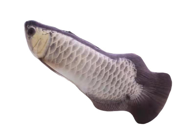 Igračka za mačke Simulacija ribica Igračka za kućne ljubimce Plišana mačka Mint Riba Igračke za mačiće Žvače Igra se Grize Vatrena igračka