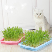 Pet Cat Grass Digestion Σετ φυτών σε γλάστρες Cat Grass Cat Σνακ για την αφαίρεση των τριχών για τον καθαρισμό του γαστρεντερικού χόρτου Προϊόντα για κατοικίδια