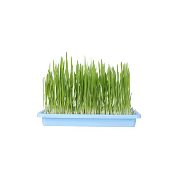 Pet Cat Grass Digestion Комплект саксийни растения Котешка трева Котешки закуски за премахване на космените топки за почистване на стомашно-чревната трева Продукти за домашни любимци