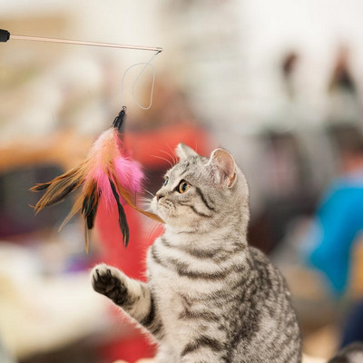 Интерактивни играчки за котки с пера Pet Cat Toy Риболовен прът Прибиращи се пера Смешни котешки пръти Пет резервни играчки за котки с пера