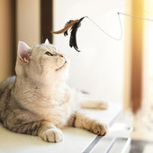 ΣΕ 1 Διαδραστικά παιχνίδια με πούπουλα γάτας Παιχνίδι για κατοικίδια για γάτες Ανασυρόμενα φτερά Καλάμι ψαρέματος Αστεία πόλος γάτας Πέντε ανταλλακτικά εργαλεία κεφαλής