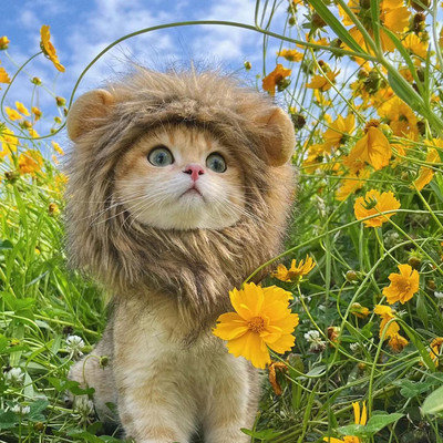 Naljakad Lemmikloomad Riided Müts Armas kass Parukas Lõvi Mane kostüüm Cosplay Kassipoja Koerte müts kõrvadega Ilusad peotarbed
