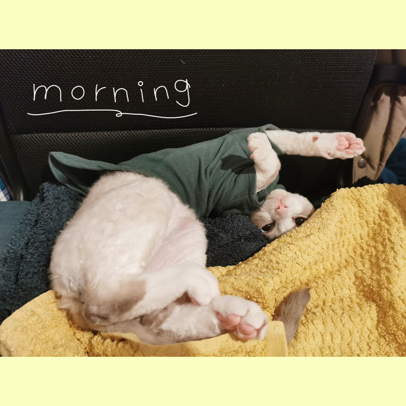 DUOMASUMI Ținute pentru pisici Sphynx, groase pentru bebeluși, din bumbac moale, haine fără păr pentru pisici, îmbrăcăminte pentru pisoi, ținute Cornish Devon, pentru haine pentru sfinx