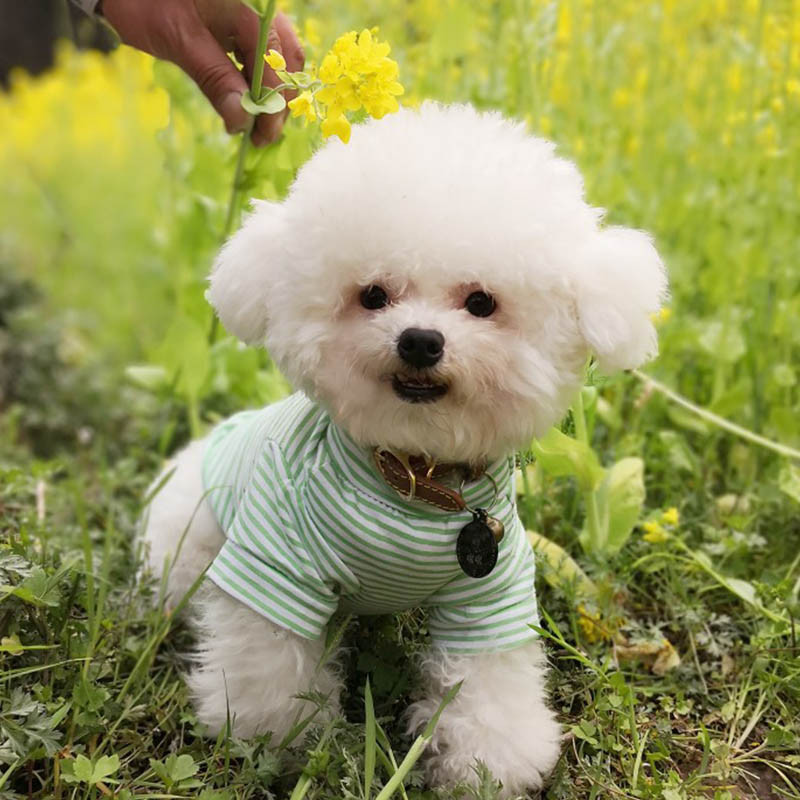 Haina caldă pentru pisici, toamnă iarnă, îmbrăcăminte pentru animale de companie, pentru pisici mici, câini, costume pentru pisici din bumbac