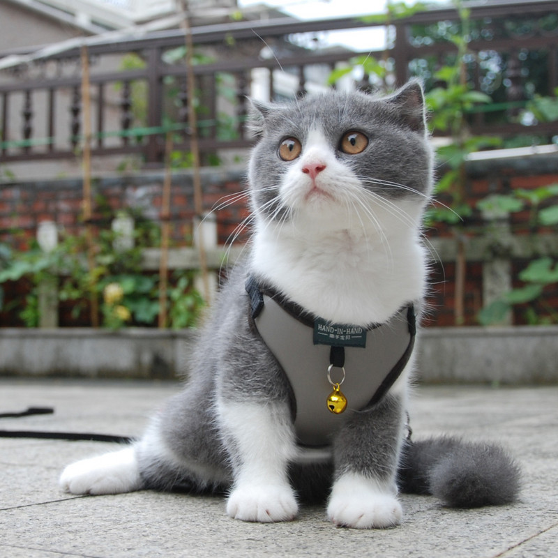 Pet Cat Harness Vest Leash Kućni ljubimac Podesivi pojas za kućne ljubimce sa zvonom Walking Lain za mače Puppy Mali srednji pas imitacija kože