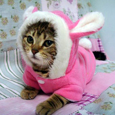 Kisállat macska ruhák Mascotas jelmez ruhák kisállat pulcsikhoz Aranyos nyúl macska ruházat kölyök polár meleg kisállat macska dzseki felszerelés