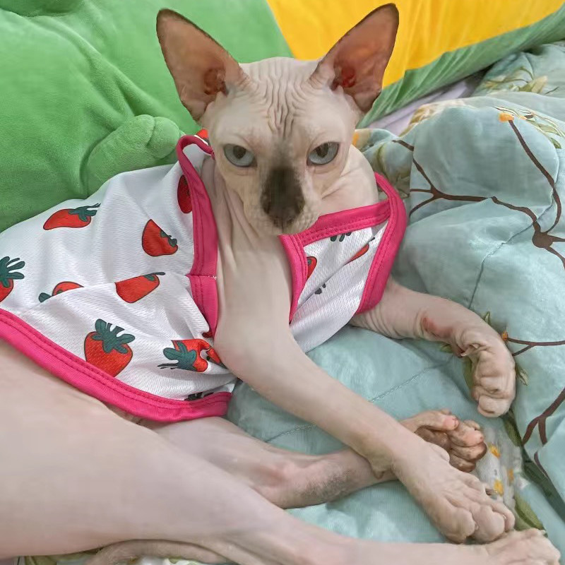 Suvised kassikutsikariided Magusad multifilmid Lemmiklooma vest kassidele Väikestele koertele Võrgustikku hingav Madal hind Kassipoegade maskotid Riietus