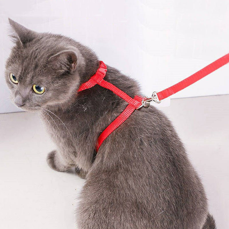 Регулируем колан за котки Найлонов колан с каишка, устойчив на бягство нашийник за коте за разходка Малък домашен любимец Лек колан