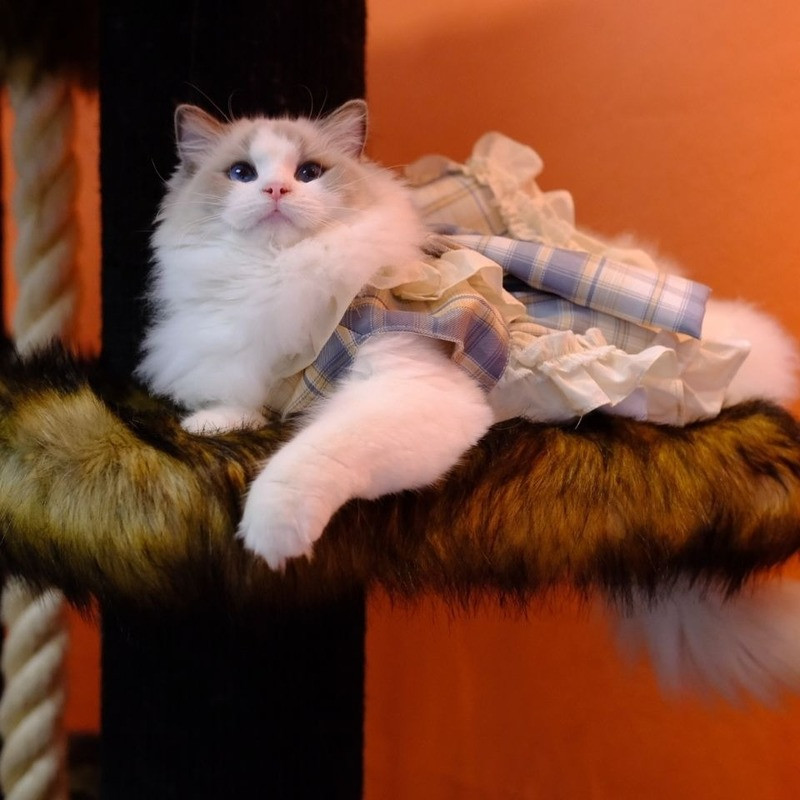 Originaalne käsitsi valmistatud kohandatud kassikleit seelik lemmikloomakoera riided Lolita printsessi kleit kassijänku kleidi jaoks