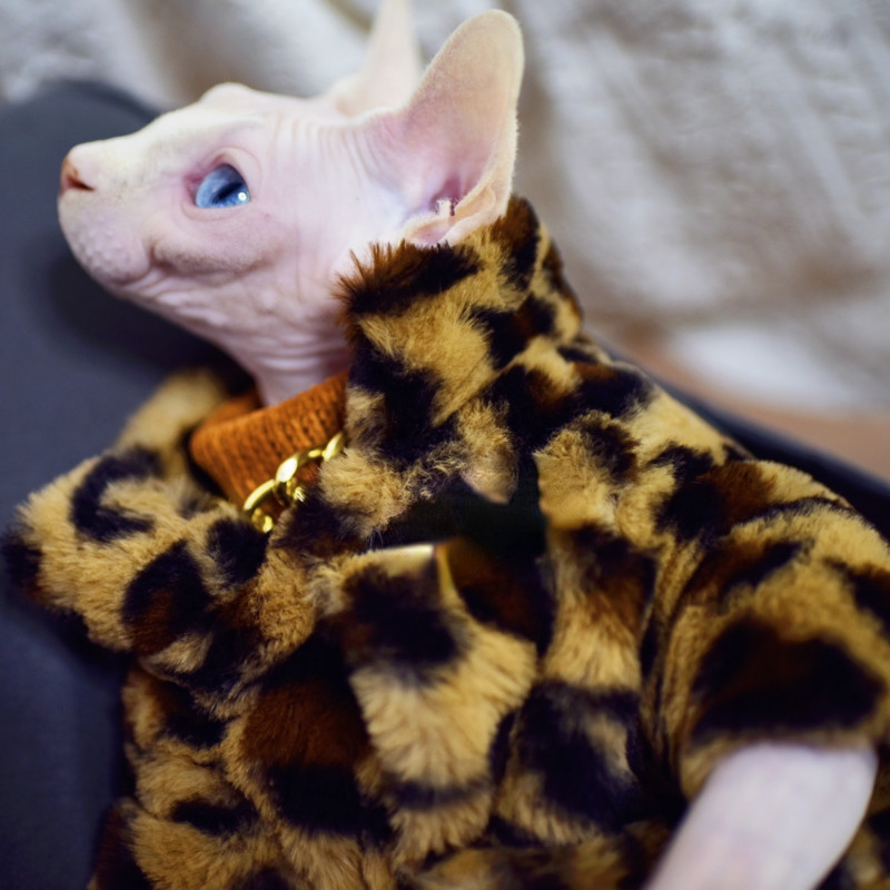 DUOMASUMI Sphynx Cat Double Padded Leopard Ζεστό μπουφάν χωρίς τρίχες γάτες για Cornish Devon Rex Peterbald, Knnis, Abbey Cat
