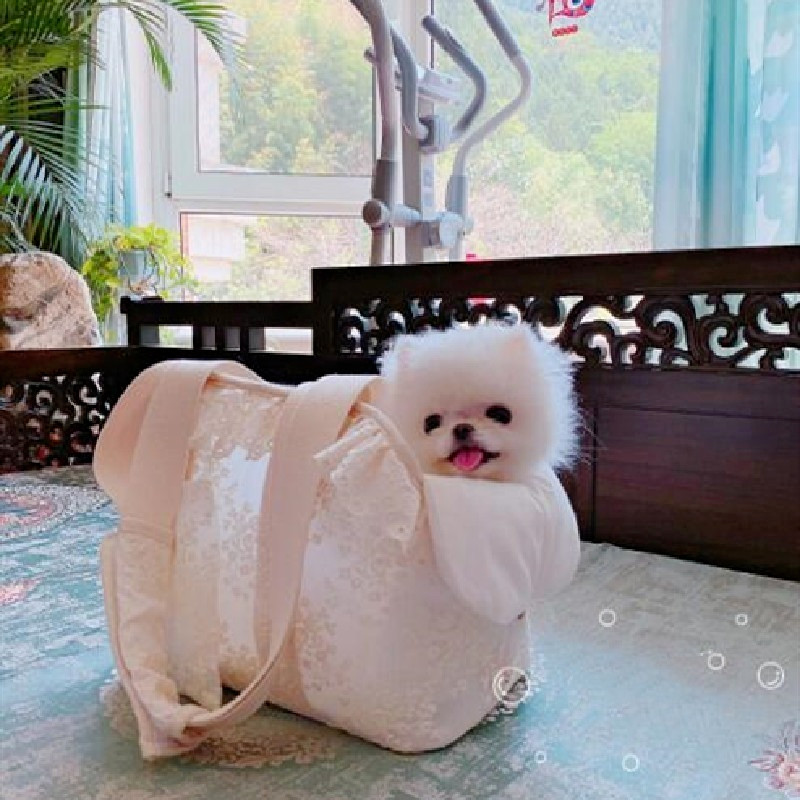 Luksuzna čipkana torba za kućne ljubimce s jastučićem Sweet Summer Pet Out Bag Prijenosna prozračna torba za rame Teddy ruksak Nosiljka za štene za kućne ljubimce
