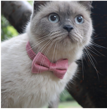Котешка яка, кадифена панделка, регулируема предпазна катарама Gatos, папийонка, аксесоари за котки, яка за котки с камбанка, плътен цвят