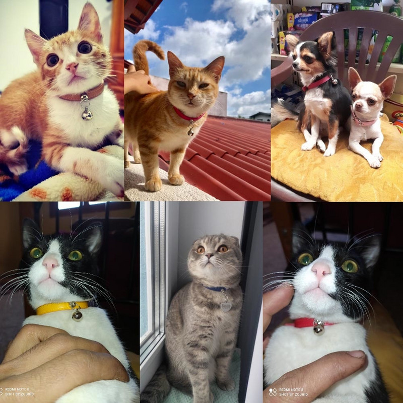 Isikupärastatud kassi kaelarihm kellukese graveeringuga nimekaelarihm kassile reguleeritav kutsikatarvikud kassipoja kaelakee lemmiklooma kutsikad nahast