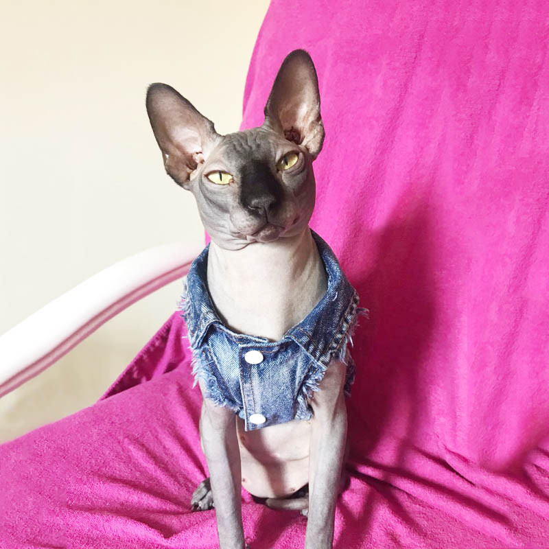 Spring Cat Jeans Vest Series Fashion Denim Haine pentru pisici Sphynx Casual Cowboy Kitten Coat Jacket Costumul pentru animale de companie XS-XXL 10E