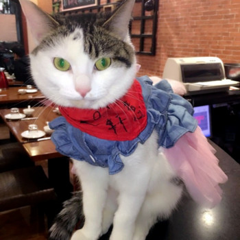 Φόρεμα Princess Cat Φούστα για γάτα Kawaii Στολή κατοικίδιων γατών Ροζ χαριτωμένη φούστα γάτας Άνοιξη και καλοκαίρι Κατάλληλο για τζιν φόρεμα για μικρά σκυλιά