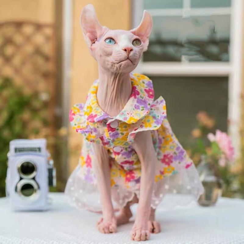 Sfinksi lemmiklooma kassi lillelised kleidid Printsessi riided Sfinksi kassi kassipoegale, lilleline pitsseelik Devon Rex suvine kevad sügis