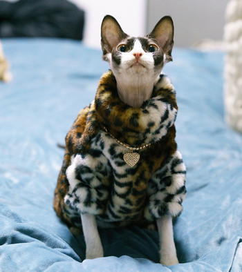 Ρούχα για γάτες DUOMASUMI Sphynx Fashion Μαλακό μπουφάν για γάτες Άνετο, ανθεκτικό στη βρωμιά, βελούδινο παχύρρευστο χειμωνιάτικο άτριχο ρούχα για γάτες