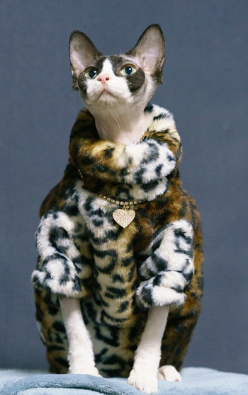 Ρούχα για γάτες DUOMASUMI Sphynx Fashion Μαλακό μπουφάν για γάτες Άνετο, ανθεκτικό στη βρωμιά, βελούδινο παχύρρευστο χειμωνιάτικο άτριχο ρούχα για γάτες