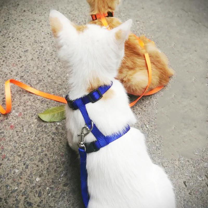 Μικρό κολάρο με λουρί για σκύλους με λουρί με λουρί χωρίς λουρί για κουτάβι γατάκι με λουρί από μαλακό νάιλον για κατοικίδιο ζώο