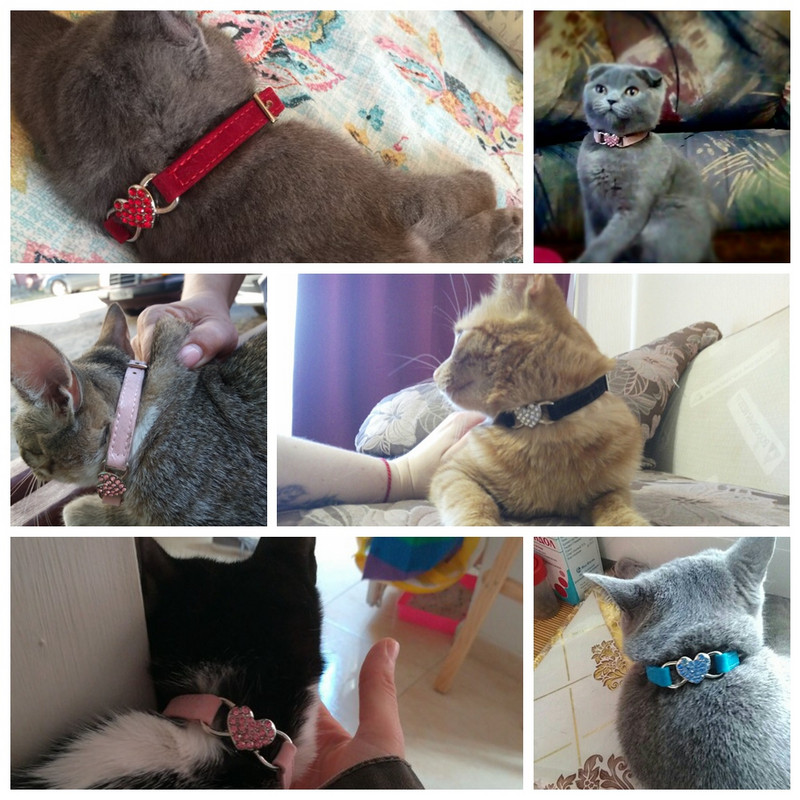 Kassi kaelarihm kasside kaelarihmaga kassidele Kassipoegade kutsikate rihm Kaelarihmad kassidele Koer Chihuahua lemmiklooma kassi kaelarihmad jalutusrihmad Plii lemmikloomatarbed