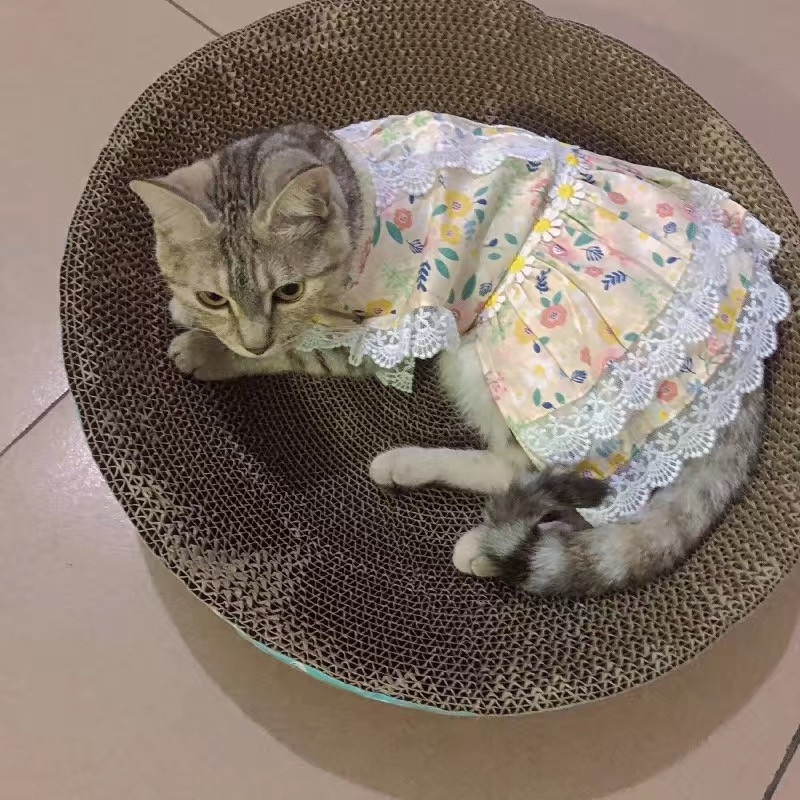 Ljetna odjeća za kućne ljubimce Haljine od čipke za mačke Gotas cvijet Sphynx Pas Princess Dress Suknja Kitten maskote Odjeća vetement chat