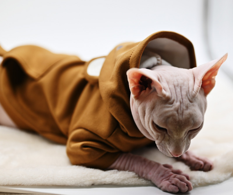 Karvutute kasside riided Devoni riided Naljakad kassipojariided Pehmed sügisene lemmikloomade juuste väljalangemise vastased kapuutsiga riided kassidele